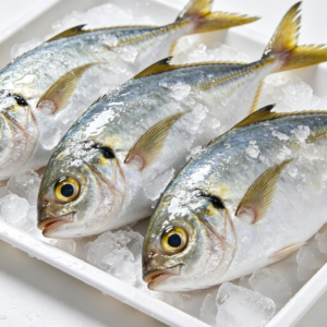 Frozen mackerel scad